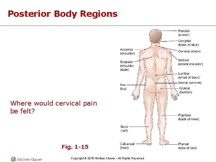 Posterior Body Regions Where would cervical pain be felt? Fig. 1 -15 Copyright ©