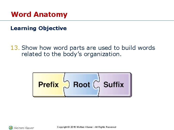 Word Anatomy Learning Objective 13. Show word parts are used to build words related