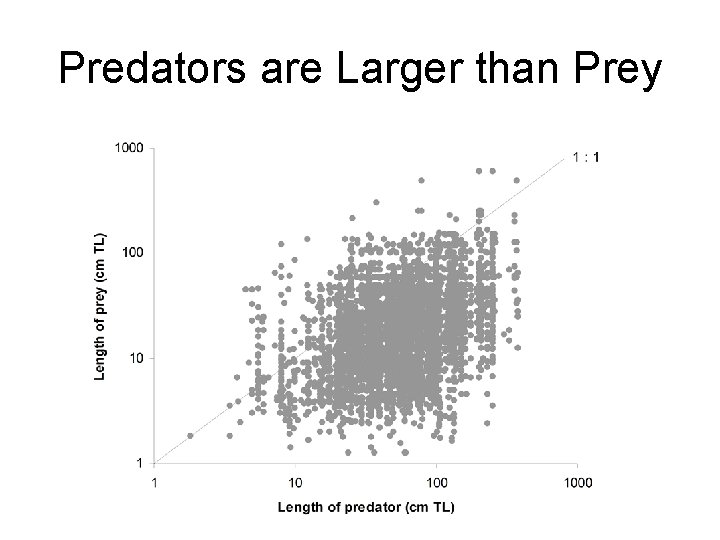 Predators are Larger than Prey 