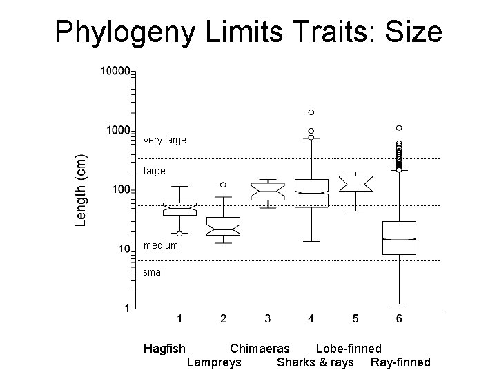 Phylogeny Limits Traits: Size very large medium small Hagfish Chimaeras Lobe-finned Lampreys Sharks &