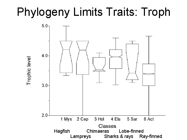 Phylogeny Limits Traits: Troph Hagfish Chimaeras Lobe-finned Lampreys Sharks & rays Ray-finned 