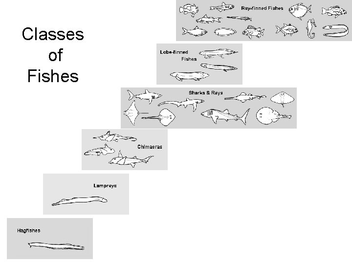 Classes of Fishes 