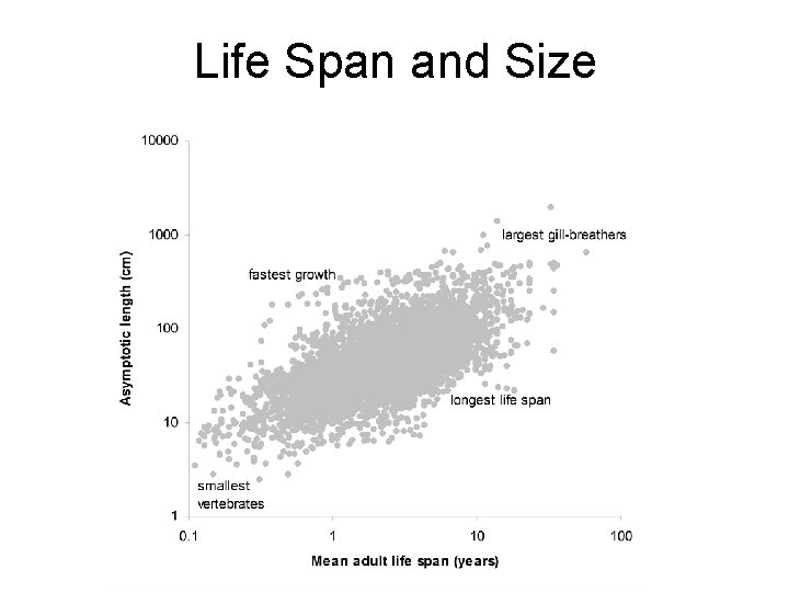 Life Span and Size 