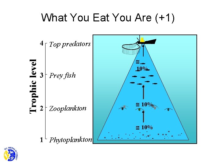 What You Eat You Are (+1) Trophic level 4 Top predators 3 Prey fish