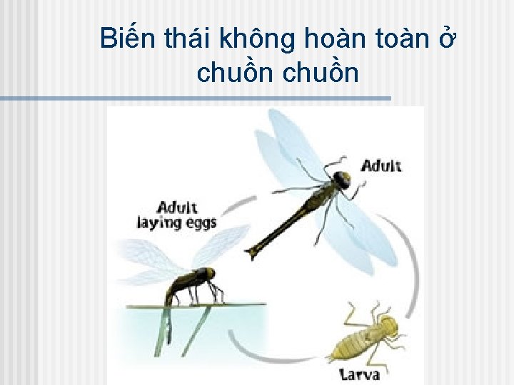 Biến thái không hoàn toàn ở chuồn 