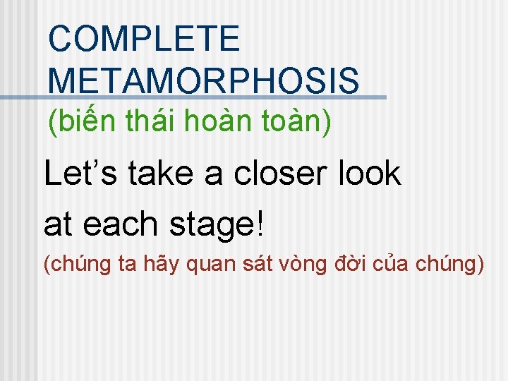 COMPLETE METAMORPHOSIS (biến thái hoàn toàn) Let’s take a closer look at each stage!