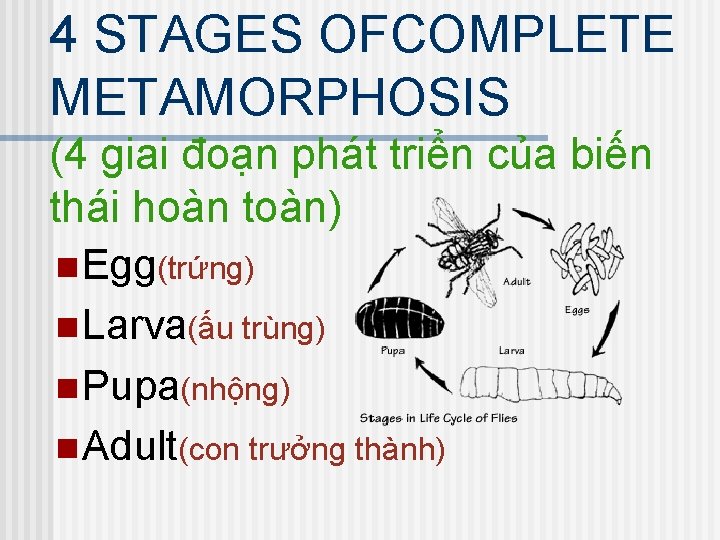 4 STAGES OFCOMPLETE METAMORPHOSIS (4 giai đoạn phát triển của biến thái hoàn toàn)