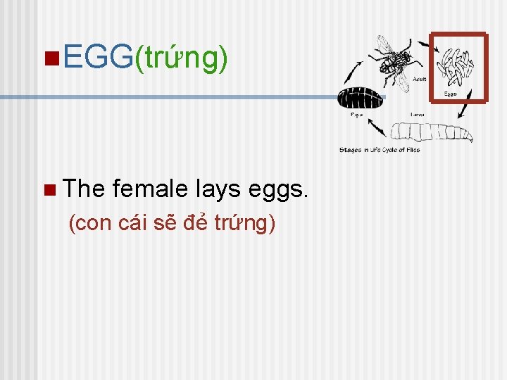 n. EGG(trứng) n The female lays eggs. (con cái sẽ đẻ trứng) 