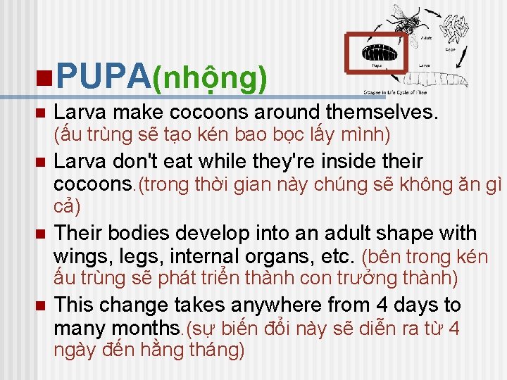 n. PUPA(nhộng) n Larva make cocoons around themselves. (ấu trùng sẽ tạo kén bao