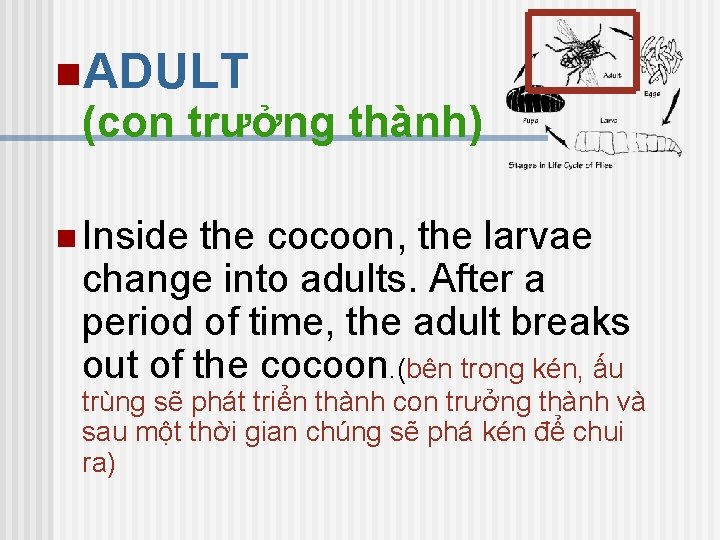 n. ADULT (con trưởng thành) n Inside the cocoon, the larvae change into adults.