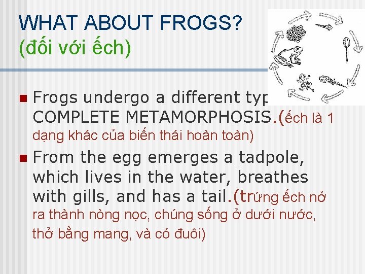 WHAT ABOUT FROGS? (đối với ếch) n Frogs undergo a different type of COMPLETE