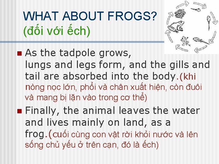 WHAT ABOUT FROGS? (đối với ếch) n As the tadpole grows, lungs and legs