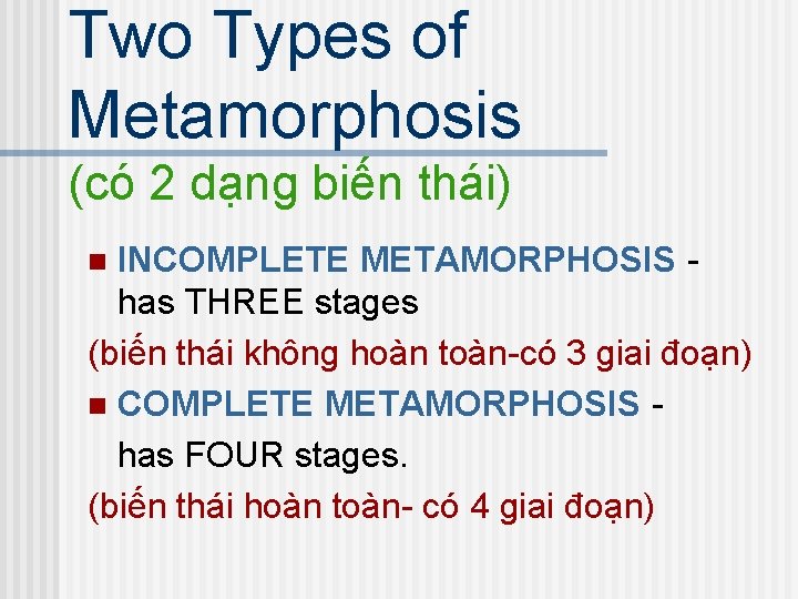 Two Types of Metamorphosis (có 2 dạng biến thái) INCOMPLETE METAMORPHOSIS has THREE stages