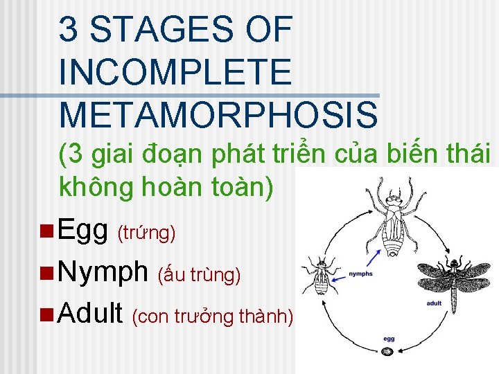 3 STAGES OF INCOMPLETE METAMORPHOSIS (3 giai đoạn phát triển của biến thái không