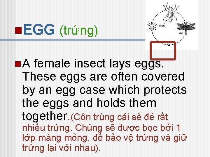 n. EGG (trứng) n. A female insect lays eggs. These eggs are often covered