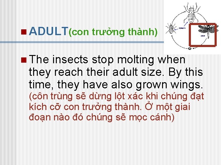 n ADULT(con trưởng thành) n The insects stop molting when they reach their adult