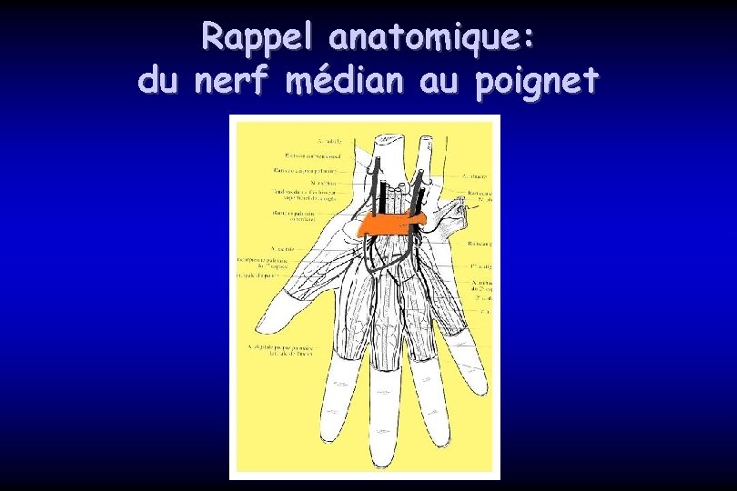 Rappel anatomique: du nerf médian au poignet 