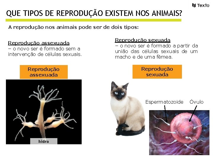 QUE TIPOS DE REPRODUÇÃO EXISTEM NOS ANIMAIS? A reprodução nos animais pode ser de