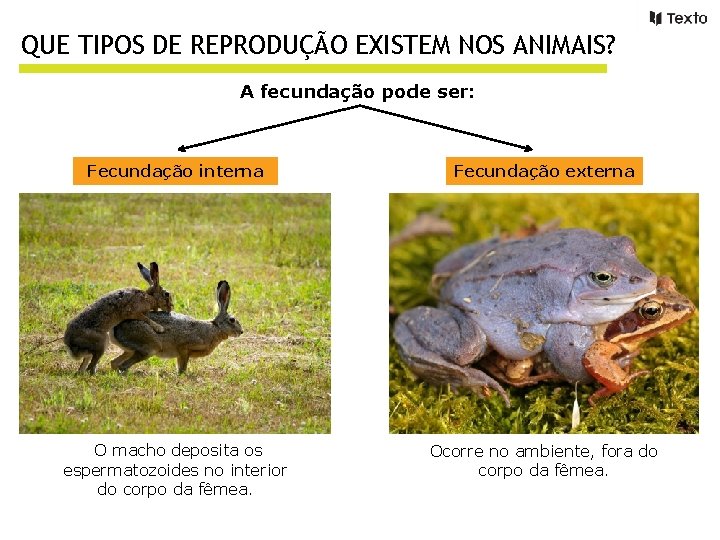 QUE TIPOS DE REPRODUÇÃO EXISTEM NOS ANIMAIS? A fecundação pode ser: Fecundação interna Fecundação