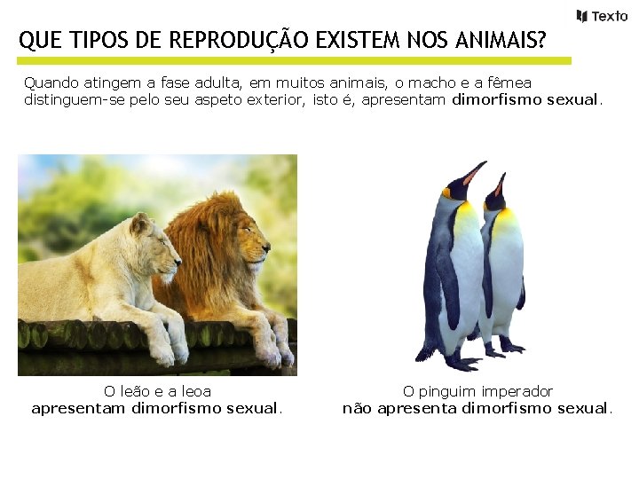 QUE TIPOS DE REPRODUÇÃO EXISTEM NOS ANIMAIS? Quando atingem a fase adulta, em muitos