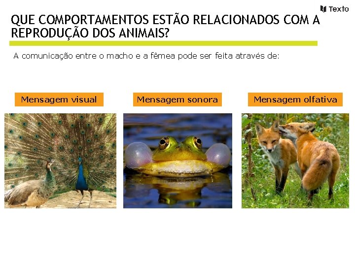 QUE COMPORTAMENTOS ESTÃO RELACIONADOS COM A REPRODUÇÃO DOS ANIMAIS? A comunicação entre o macho