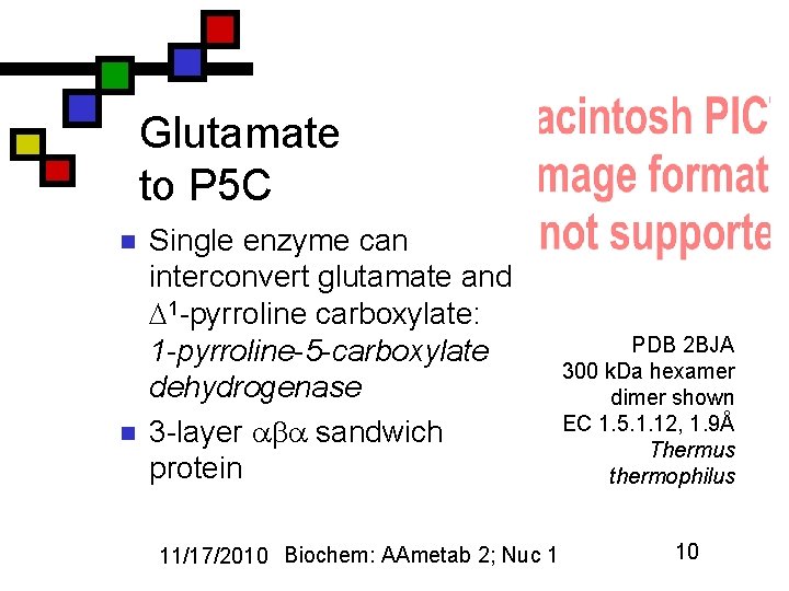 Glutamate to P 5 C n n Single enzyme can interconvert glutamate and 1