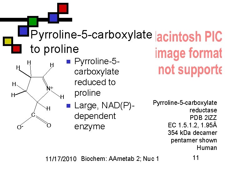 Pyrroline-5 -carboxylate to proline n n Pyrroline-5 carboxylate reduced to proline Large, NAD(P)dependent enzyme