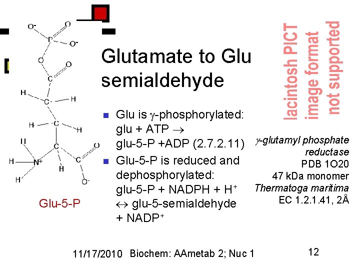 Glutamate to Glu semialdehyde n n Glu-5 -P Glu is -phosphorylated: glu + ATP