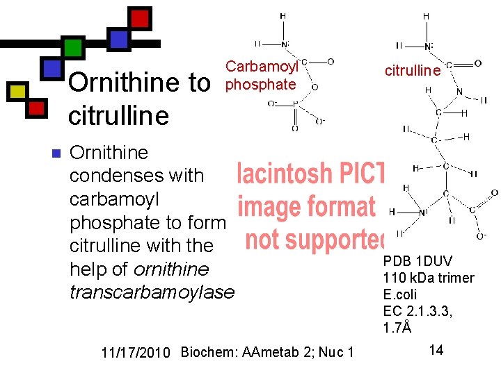 Ornithine to citrulline n Carbamoyl phosphate Ornithine condenses with carbamoyl phosphate to form citrulline