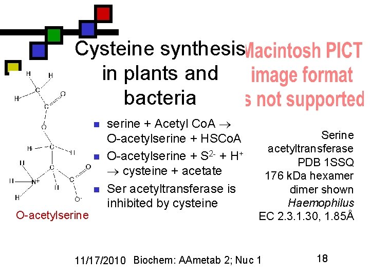 Cysteine synthesis in plants and bacteria n n n O-acetylserine + Acetyl Co. A