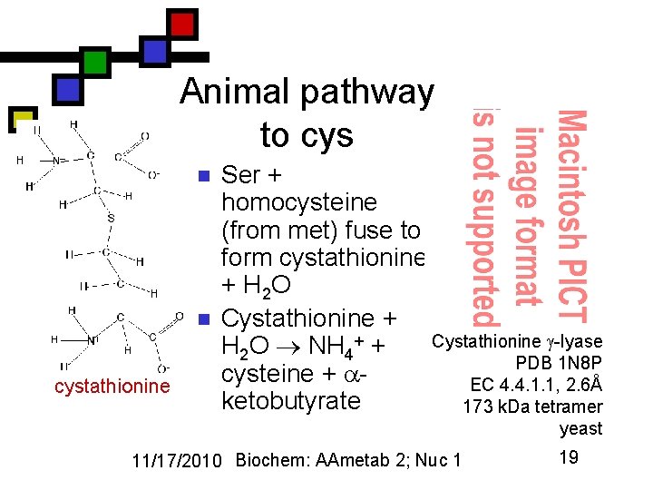 Animal pathway to cys n n cystathionine Ser + homocysteine (from met) fuse to