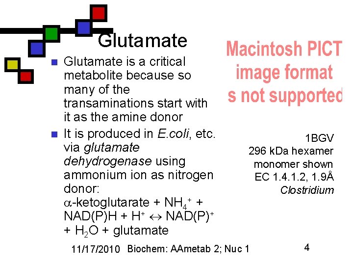 Glutamate n n Glutamate is a critical metabolite because so many of the transaminations