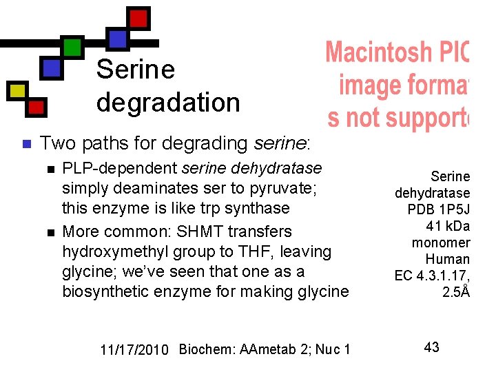 Serine degradation n Two paths for degrading serine: n n PLP-dependent serine dehydratase simply