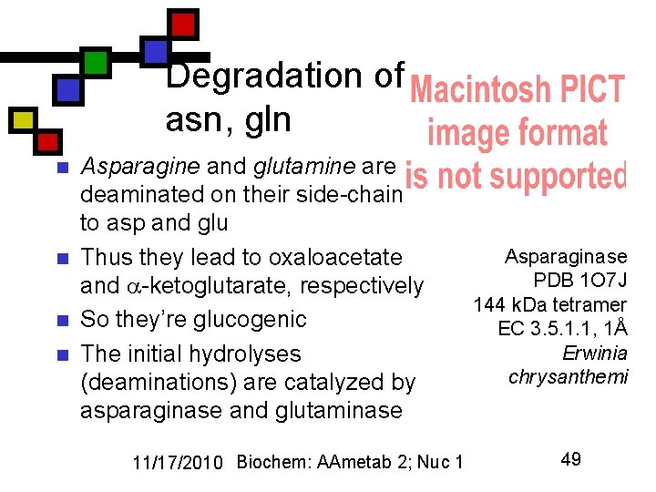 Degradation of asn, gln n n Asparagine and glutamine are deaminated on their side-chains