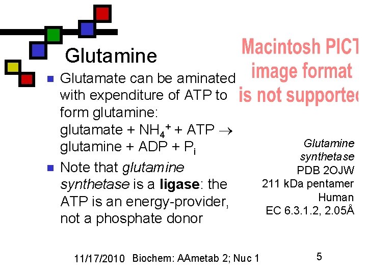 Glutamine n n Glutamate can be aminated with expenditure of ATP to form glutamine: