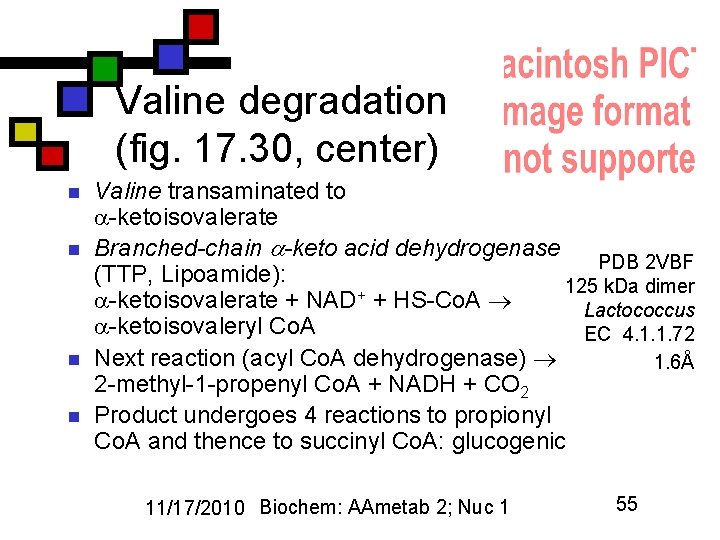 Valine degradation (fig. 17. 30, center) n n Valine transaminated to -ketoisovalerate Branched-chain -keto