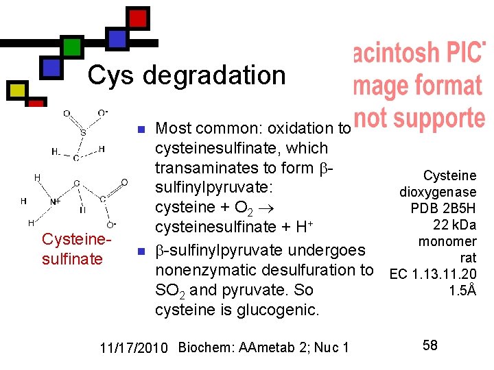 Cys degradation n Cysteinesulfinate n Most common: oxidation to cysteinesulfinate, which transaminates to form