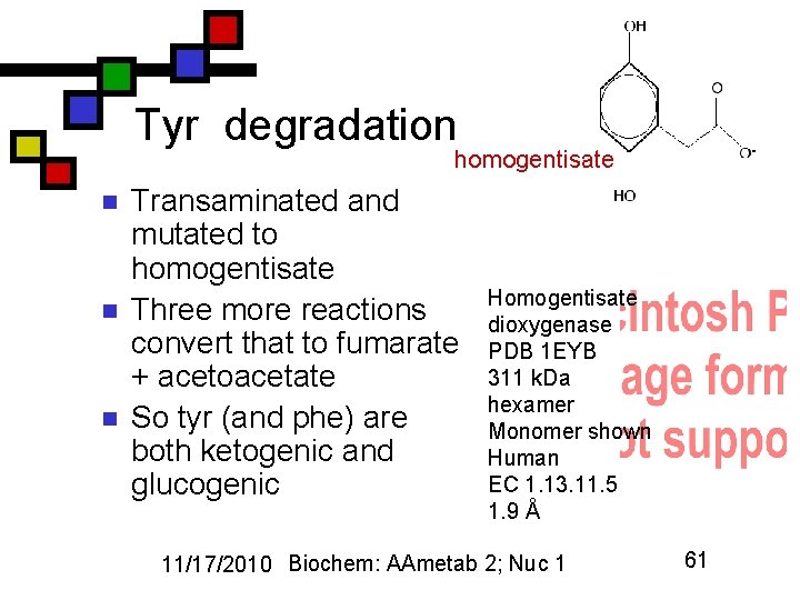 Tyr degradation homogentisate n n n Transaminated and mutated to homogentisate Three more reactions