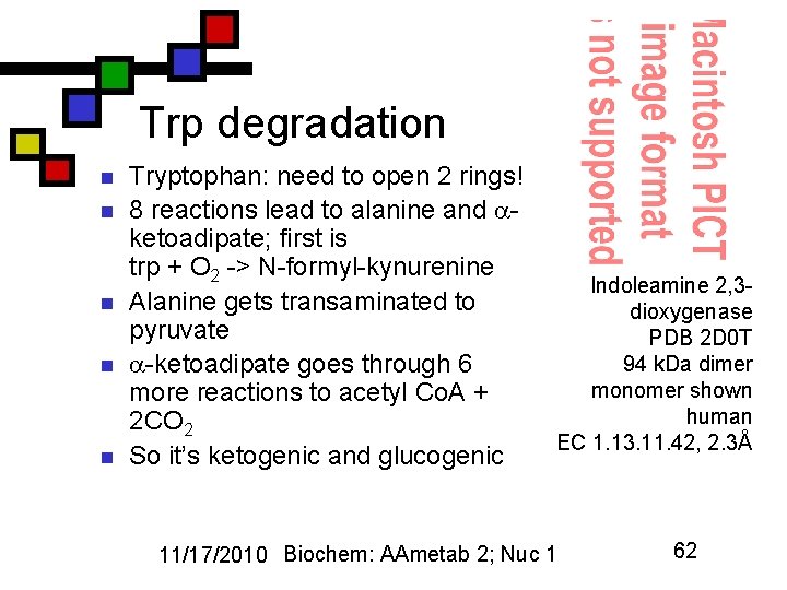 Trp degradation n n Tryptophan: need to open 2 rings! 8 reactions lead to