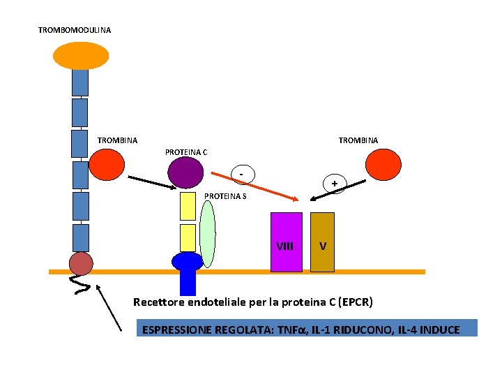 TROMBOMODULINA TROMBINA PROTEINA C - + PROTEINA S VIII V Recettore endoteliale per la