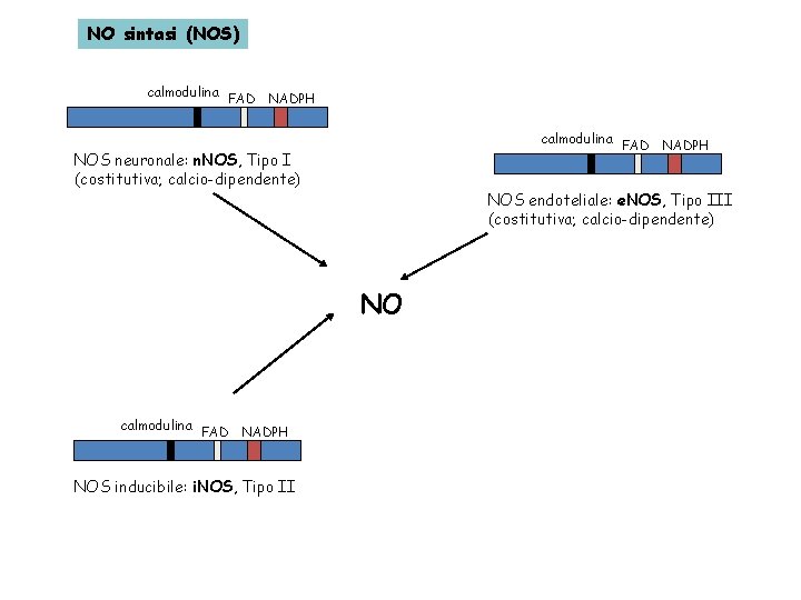 NO sintasi (NOS) calmodulina FAD NADPH NOS neuronale: n. NOS, Tipo I (costitutiva; calcio-dipendente)