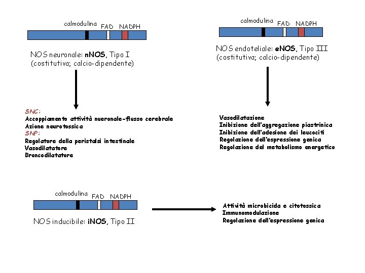 calmodulina FAD NADPH NOS neuronale: n. NOS, Tipo I (costitutiva; calcio-dipendente) SNC: Accoppiamento attività