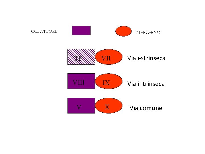 COFATTORE ZIMOGENO TF VII Via estrinseca VIII IX Via intrinseca V X Via comune