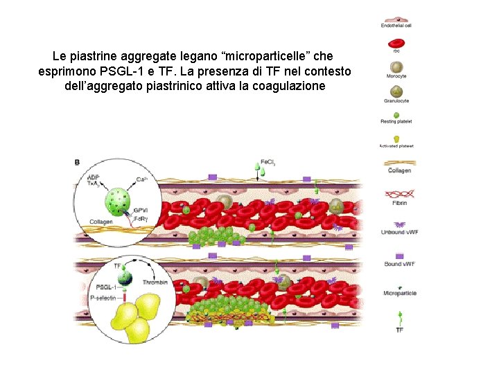 Le piastrine aggregate legano “microparticelle” che esprimono PSGL-1 e TF. La presenza di TF