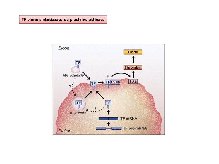 TF viene sintetizzato da piastrine attivate 