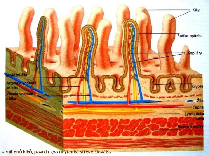 5 milionů klků, povrch 300 m 2/tenké střevo člověka 