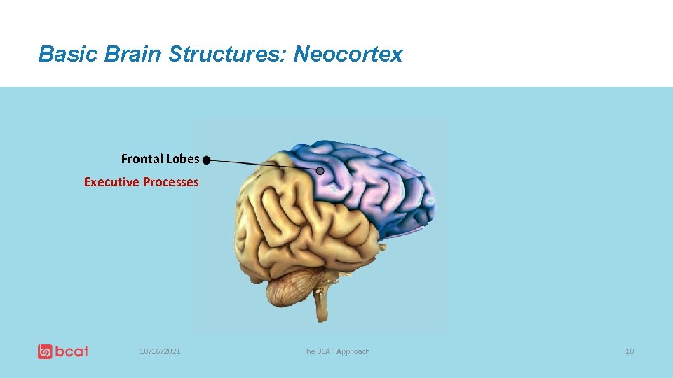 Basic Brain Structures: Neocortex Frontal Lobes Executive Processes 10/16/2021 The BCAT Approach 10 