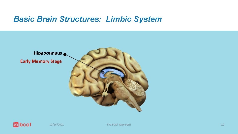 Basic Brain Structures: Limbic System Hippocampus Early Memory Stage 10/16/2021 The BCAT Approach 12