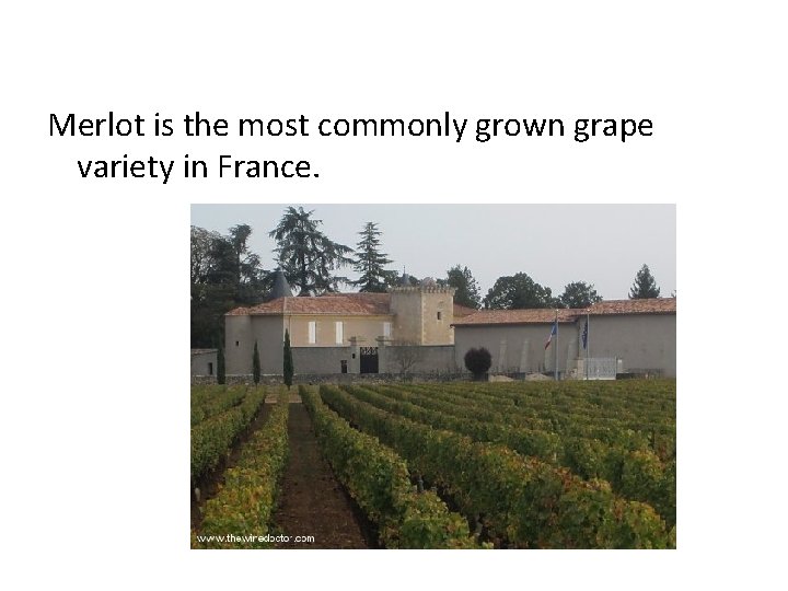 Merlot is the most commonly grown grape variety in France. 