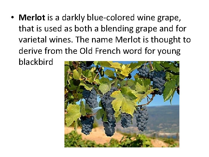  • Merlot is a darkly blue-colored wine grape, that is used as both